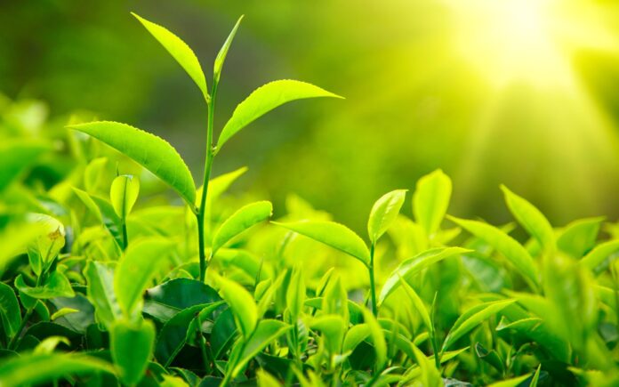 Green Tea - The Top 10 Benefits....!!