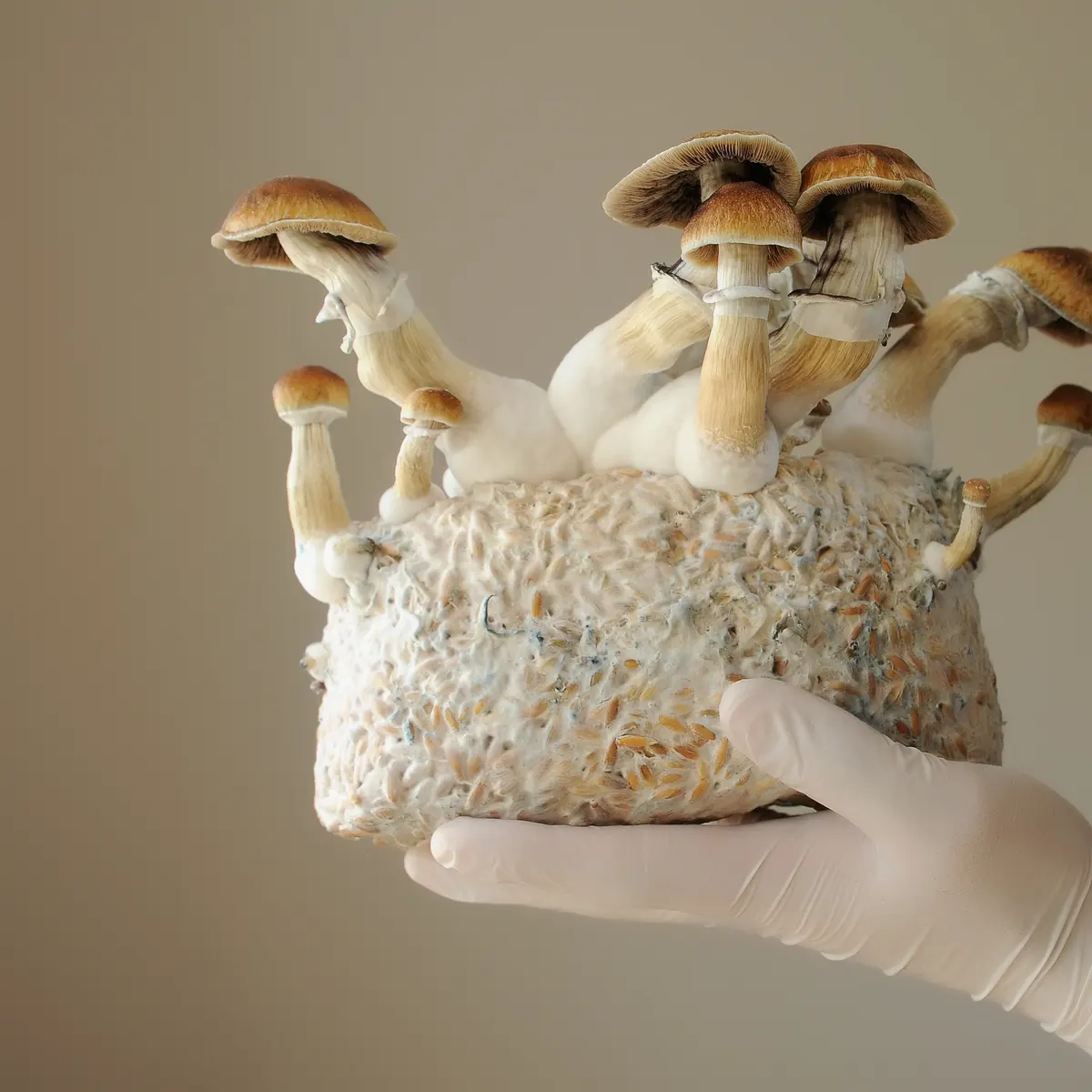 Just One Dose of Mushroom Can Cure Your Depression for Weeks!