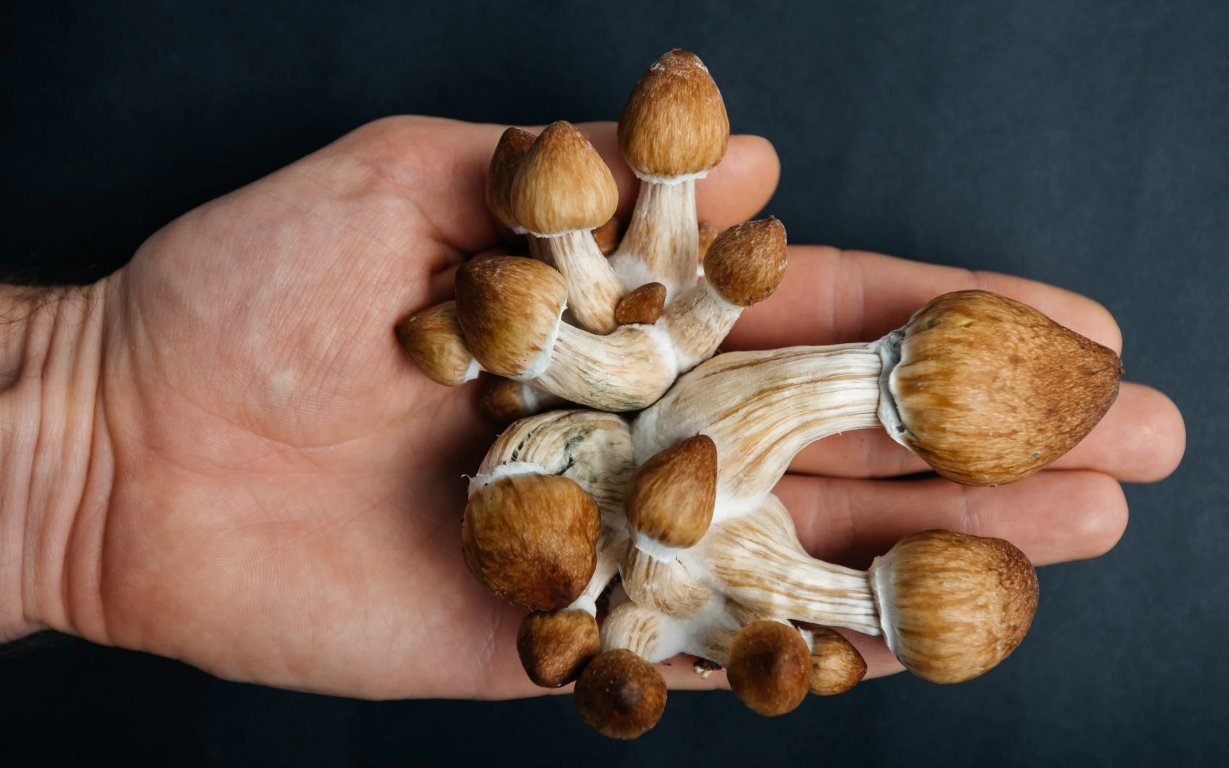Just One Dose of Mushroom Can Cure Your Depression for Weeks!