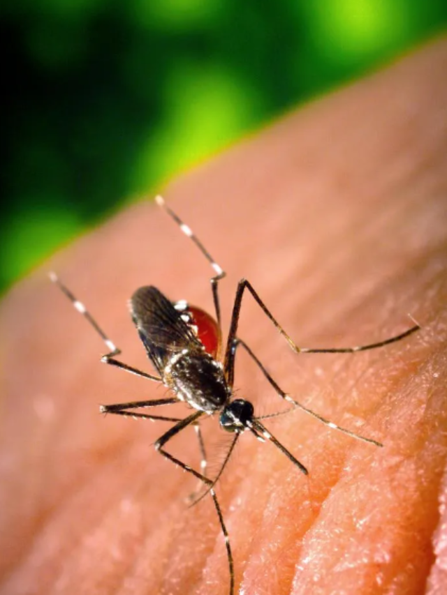 Dengue’s Downfall: Lab-Altered Mosquitoes to the Rescue!