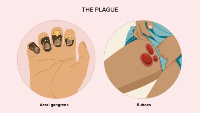 How is bubonic plague spread and what are the risk factors?