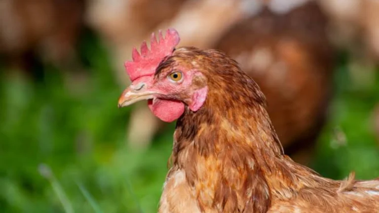 Is Eating Chicken Safe? Cambodian Man Dies from H5N1 Bird Flu After Consuming Infected Poultry