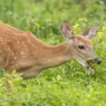 Scientists Warn: Deadly 'Zombie Deer' Disease Could Pose a Threat to Humans