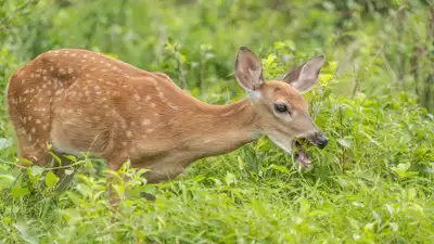 Scientists Warn: Deadly 'Zombie Deer' Disease Could Pose a Threat to Humans