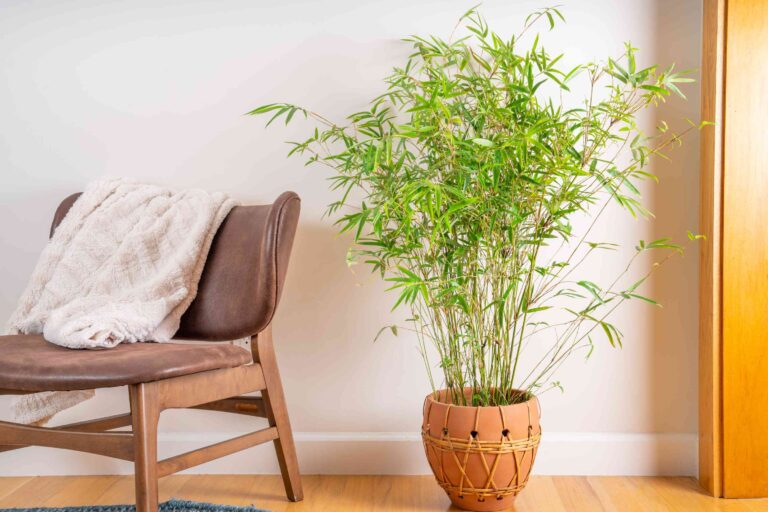 4 Reasons to Keep Bamboo Plants in Your Home