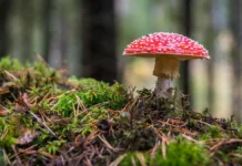 Deadly Fungus Could Threaten Millions Across Asia, Europe, and the Americas, Warns Shocking New Study Deadly Fungus Could Threaten Millions Across Asia, Europe, and the Americas, Warns Shocking New Study